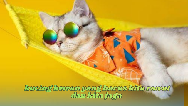 kucing hewan peliharan
